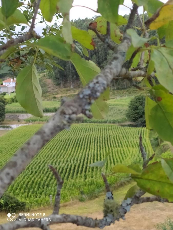 Casa Das Japoneiras Paredes de Coura Eksteriør bilde